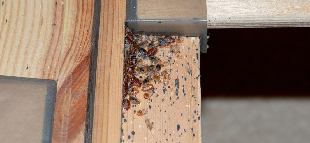 dozens of bed bugs grouped together on a wooden bed frame concept accidents abroad hotel accidents abroad package holiday injuries client
