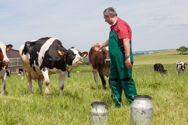 Farmer and cows